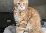 Eggo litter E - Maine Coon Kitten For Sale - Munith&comma; MI&comma; US