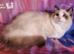 Elion Ragdoll Boy - Ragdoll Kitten For Sale - VA&comma; US