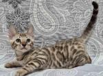 Forest - Bengal Kitten For Sale - Pembroke Pines&comma; FL&comma; US