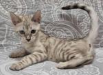 Flora - Bengal Kitten For Sale - Pembroke Pines&comma; FL&comma; US