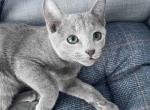 Hariton - Russian Blue Kitten For Sale - Hollywood&comma; FL&comma; US