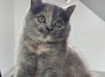 Jina - Scottish Straight Kitten For Sale - Davenport&comma; FL&comma; US