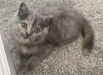 Scottish straight adorable kitten - Scottish Straight Kitten For Sale - Davenport&comma; FL&comma; US