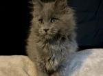 Silvermist - Maine Coon Kitten For Sale - Hemet&comma; CA&comma; US