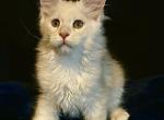 Charm - Maine Coon Kitten For Sale - Hemet&comma; CA&comma; US
