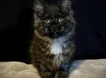 Raven - Maine Coon Kitten For Sale - Hemet&comma; CA&comma; US