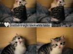 Tabby - Scottish Straight Kitten For Sale - 