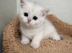 Mia - British Shorthair Kitten For Sale - Las Vegas&comma; NV&comma; US