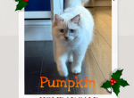 Pumpkin Lilac Pointed Ragdoll - Ragdoll Kitten For Sale - Puyallup&comma; WA&comma; US