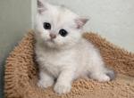 Sky - British Shorthair Kitten For Sale - Northridge&comma; CA&comma; US