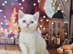 Irvin1 - British Shorthair Kitten For Sale - Chicago&comma; IL&comma; US