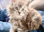 Alpha - Maine Coon Kitten For Sale - Christiana&comma; TN&comma; US