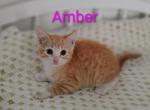 The Red Girl Gang - Domestic Kitten For Adoption - Fort Pierce&comma; FL&comma; US