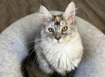 Elfie silver torbie - Maine Coon Kitten For Sale - St&period; Louis&comma; MO&comma; US