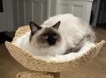 Johnny seal mitted male - Ragdoll Cat For Sale - Cleveland&comma; TN&comma; US