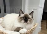 Prince Seal Mitted Boy - Ragdoll Cat For Sale - Cleveland&comma; TN&comma; US