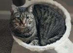 Ravioli - American Shorthair Cat For Adoption - Vacaville&comma; CA&comma; US
