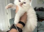 Fawn male - Ragdoll Kitten For Sale - Butler&comma; PA&comma; US