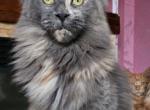 Valentine Girls - Maine Coon Kitten For Sale/Service - Lexington&comma; VA&comma; US