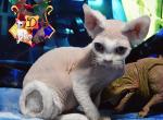 Ricotta - Devon Rex Kitten For Sale - Spokane&comma; WA&comma; US