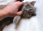 Cuddles - British Shorthair Kitten For Sale - Vancouver&comma; WA&comma; US