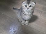 Nala - Scottish Fold Kitten For Sale - Naperville&comma; IL&comma; US