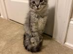 Light Tabby Female - Maine Coon Kitten For Sale - Chapel Hill&comma; NC&comma; US