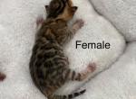 Milans litter  ONLY brown female is available - Bengal Kitten For Sale - CO&comma; US