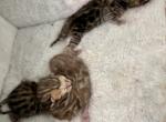Remis Litter ALL reserved - Bengal Kitten For Sale - CO&comma; US
