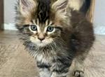 Maine Coon Boy Rocky - Maine Coon Kitten For Sale - Ojai&comma; CA&comma; US