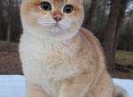 Jack - British Shorthair Kitten For Sale - Quinlan&comma; TX&comma; US