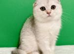 Simona - Scottish Fold Kitten For Sale - Cathlamet&comma; WA&comma; US