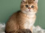 Vermouth ny11 - Scottish Straight Kitten For Sale - Cathlamet&comma; WA&comma; US