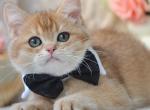 Onyx - British Shorthair Kitten For Sale - Norwalk&comma; CT&comma; US