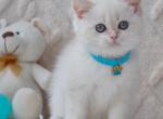 Remy - British Shorthair Kitten For Sale - Norwalk&comma; CT&comma; US