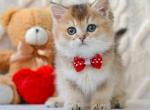 Rocky - British Shorthair Kitten For Sale - Hollywood&comma; FL&comma; US
