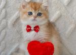 Ronnie - British Shorthair Kitten For Sale - Hollywood&comma; FL&comma; US