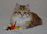 Assol - Siberian Kitten For Sale - Pembroke Pines&comma; FL&comma; US