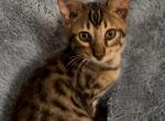 F6 SAVANNAH KITTEN - Savannah Kitten For Sale - Orange&comma; CA&comma; US