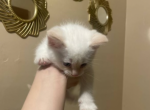 Somboll - Siamese Kitten For Sale - Buffalo&comma; NY&comma; US