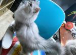 Koopa - Persian Kitten For Sale - San Antonio&comma; TX&comma; US