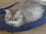 Luigi - Persian Kitten For Sale - 