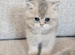 Brittesh Shorthair - British Shorthair Kitten For Sale - Helotes&comma; TX&comma; US