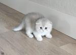 Scottish fold 1 - Scottish Fold Kitten For Sale - Helotes&comma; TX&comma; US