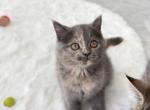 Lovely girl Scottish straight - Scottish Straight Kitten For Sale - Champions Gate&comma; FL&comma; US