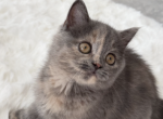 Rare color dilute tortie Scottish straight girl - Scottish Straight Kitten For Sale - Champions Gate&comma; FL&comma; US