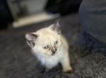Marias litter - Siamese Kitten For Sale - Cranston&comma; RI&comma; US