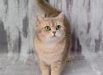 Omega - British Shorthair Cat For Sale - Chicago&comma; IL&comma; US