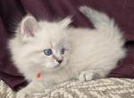 Duncan RESERVED - Siberian Kitten For Sale - Arnold&comma; MO&comma; US