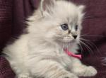 Audrey RESERVED - Siberian Kitten For Sale - Arnold&comma; MO&comma; US
